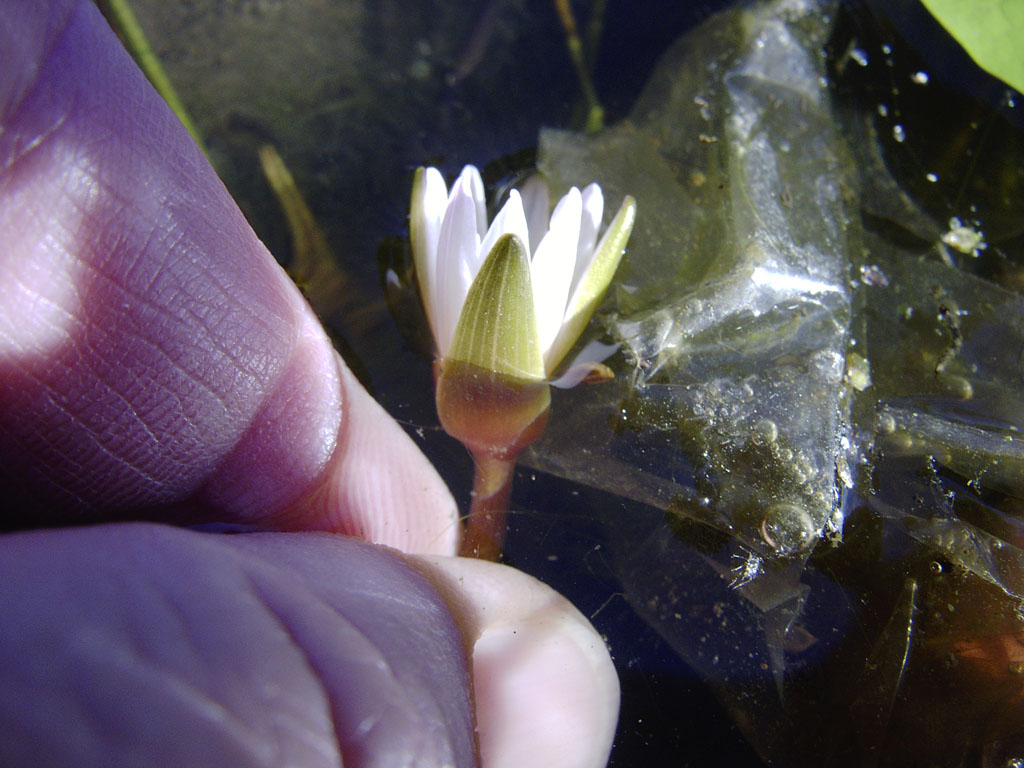 Nymphaea minuta Sep 29 05 Image008